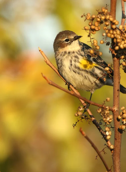 Vrouwelijke geel-Rumped grasmus — Stockfoto