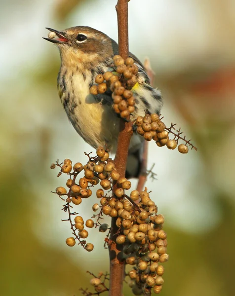 Female Yellow-Rumped Warbler With Seed — Stockfoto