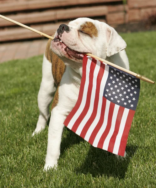 Englische Bulldogge schwenkt amerikanische Flagge — Stockfoto