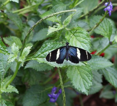 sara longwing kelebek