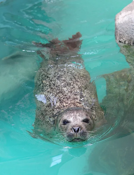 Curious Harbor Seal — Stok fotoğraf