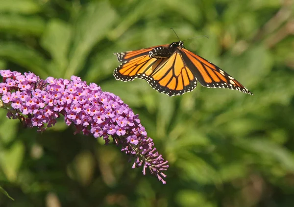 Monarch in Motion — Stock Photo, Image