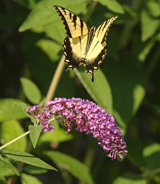 Swallowtail en vol — Photo