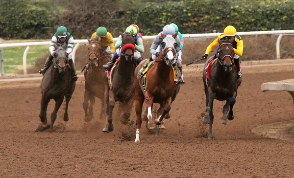 California Chrome wygrywa San Pasqual stawki — Zdjęcie stockowe