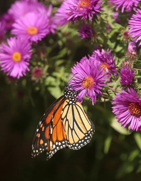 Farfalla monarca sul New England Aster — Foto Stock