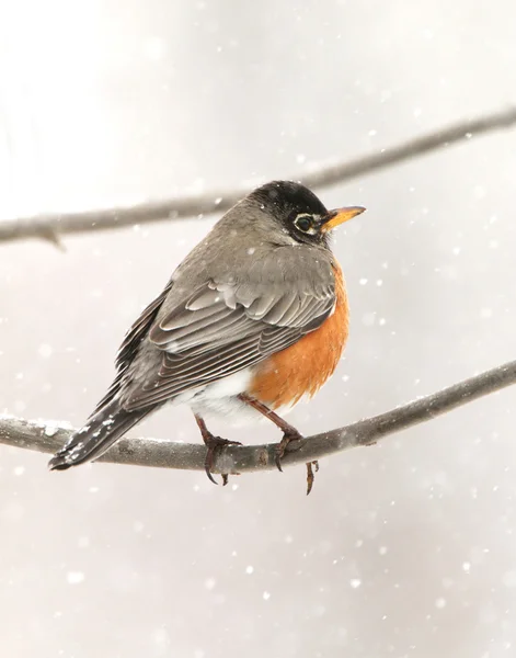 Robin in the Snow — Stock Photo, Image