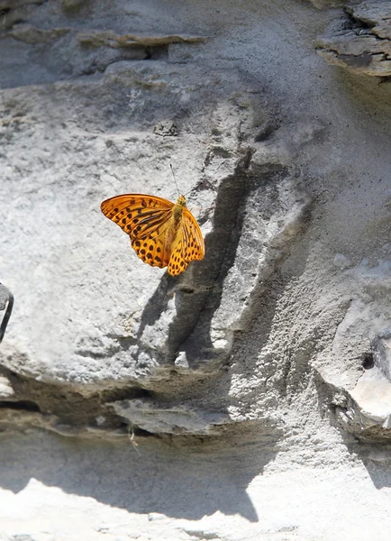 蝴蝶躺在岩石上 — 图库照片