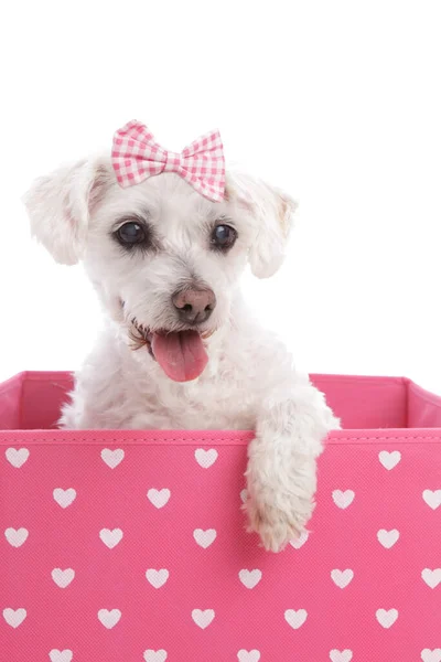 Pretty Maltese Terrier Pink Hair Bow Sitting Pink Heart Box — Stock Photo, Image
