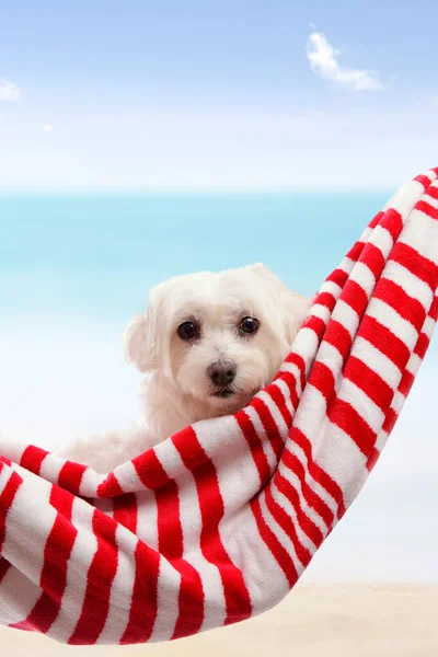 Adorable Terrier Maltés Blanco Relajándose Junto Playa Vacaciones Verano —  Fotos de Stock