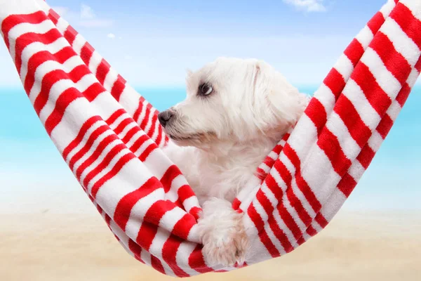 Pet Dog Relaxing Soft Red White Hammock Beach — Stock Photo, Image