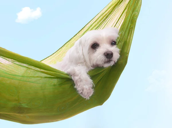 Cute Pies Siesta Orlazing Wokół Pod Pięknym Letnim Niebem — Zdjęcie stockowe