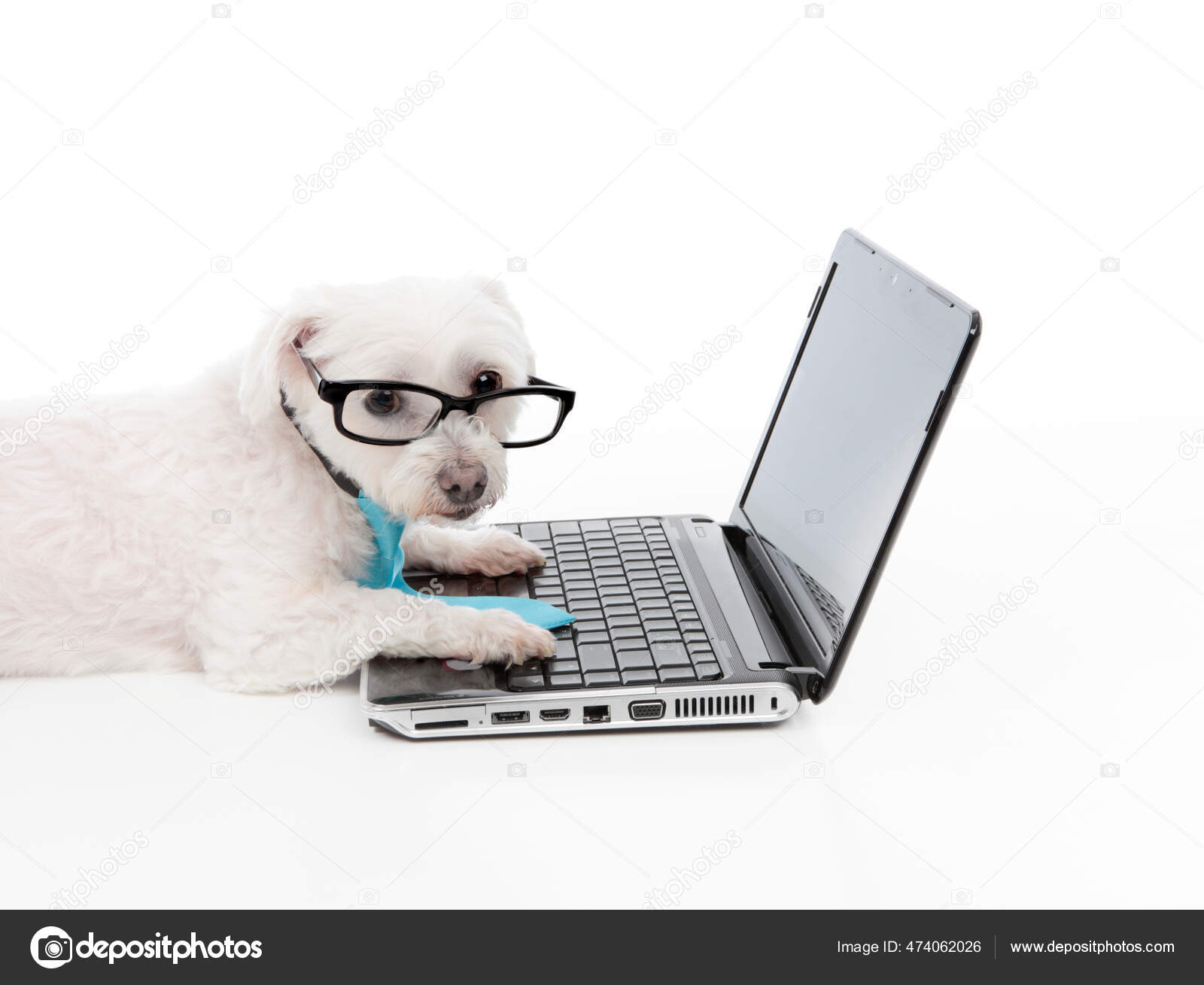 Business Educational Smart Shopper Dog Using Computer Internet Extranet ...