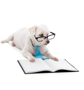 İtaatkar, genç bir köpek eğitimi ya da öğrenme, boş bir kitapla oturup siyah çerçeveli gözlüklerden bakıyor..  