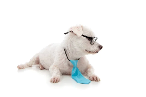 Inteligentny Inteligentny Pies Piesek Patrząc Bokiem Wiadomość Biały Maltański Terier — Zdjęcie stockowe