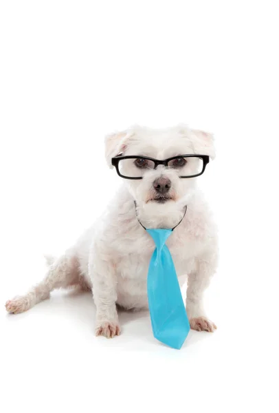 Small White Dog Looking Black Rim Glasses Serious Concentrated Attentive — Stock Photo, Image