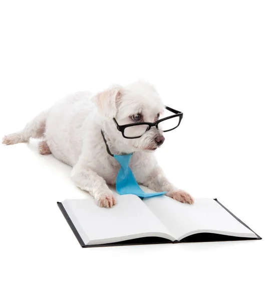 Obedient Young Dog Training Learning Sitting Blank Book Looking Black — Stock Photo, Image