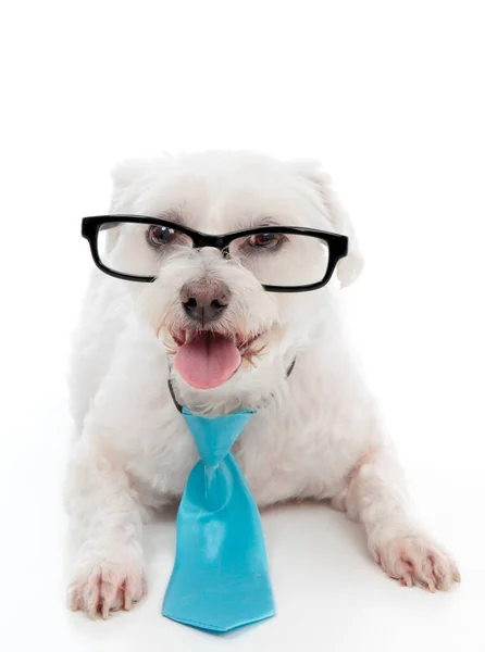 Pet Dog Wearing Black Rimmed Eye Glasses Blue Neck Tie — Stock Photo, Image