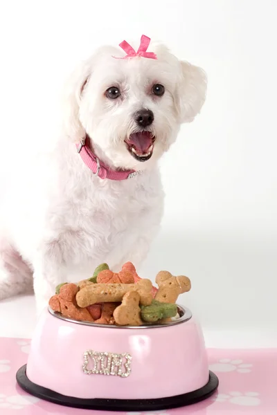 Szczekanie psa i karma dla psów — Zdjęcie stockowe