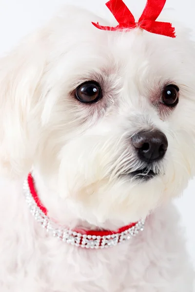 Cara de cão terrier maltês — Fotografia de Stock