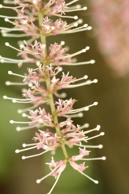 Macadamia çiçek