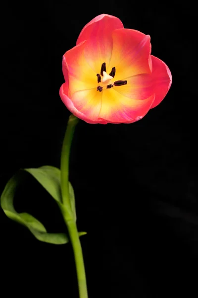 Tulipan stały wysoki — Zdjęcie stockowe