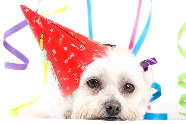 Celebration Party Pooch — Stock Photo, Image