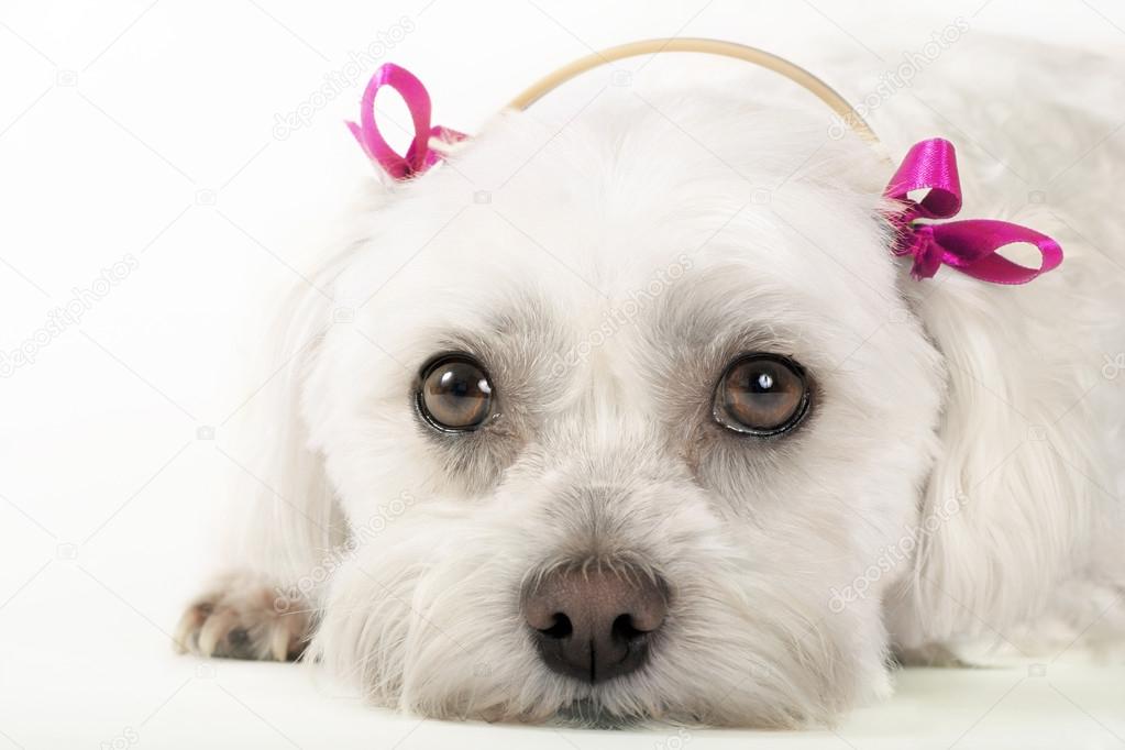 Resultado de imagen para ç¬ maltese æ²ãã