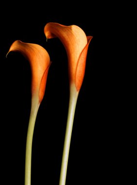 Turuncu Calla lilyum