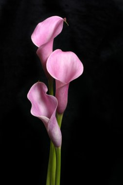 Siyah üç Callas