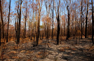 Kararmış ağaçlar ve bushland sonra orman yangını