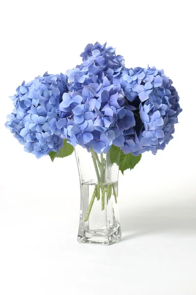 Cam vazo içinde sunulan ortancaları