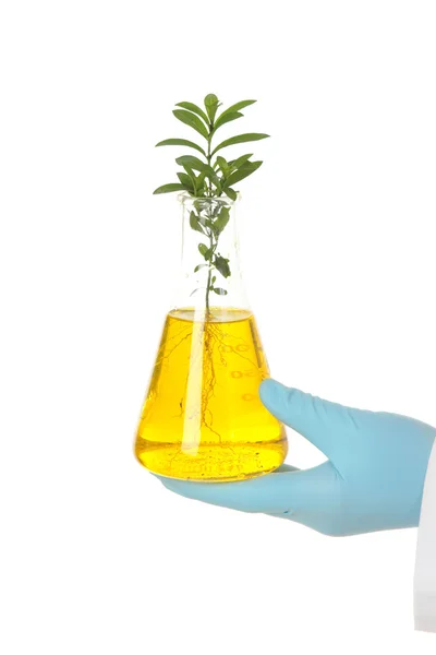 Botanical Science — Stock Photo, Image