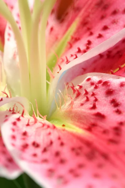 Różowa lilia Stargazer makro — Zdjęcie stockowe