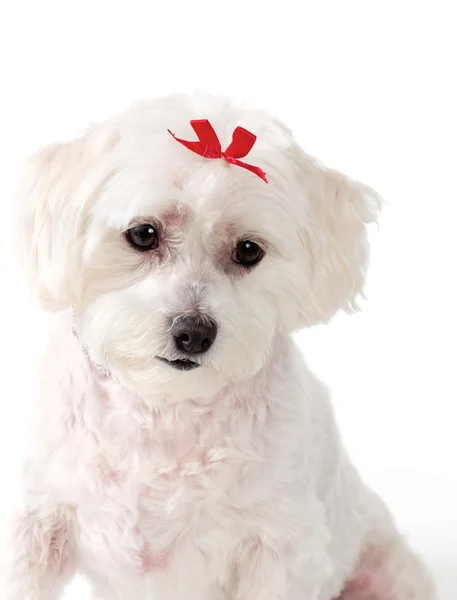 Triste cachorrinho bonito — Fotografia de Stock