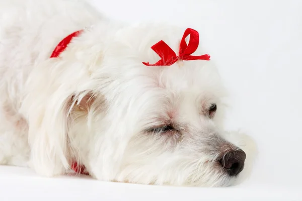 Cães vida cachorrinho adormecido — Fotografia de Stock