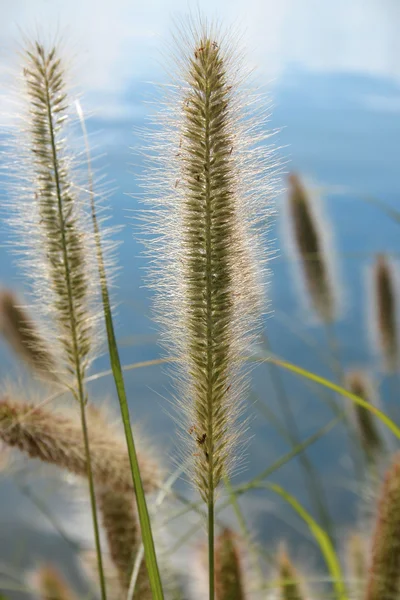 Pennisetum διακοσμητικό γρασίδι alopecuroides Φωτογραφία Αρχείου