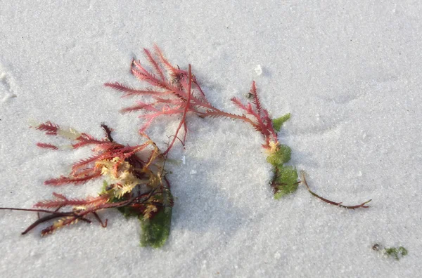 Red seaweed washed ashore on white sand