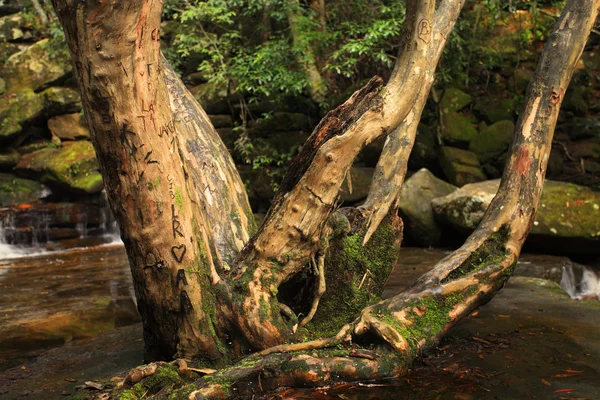 Arbre d'amour sculpté — Photo