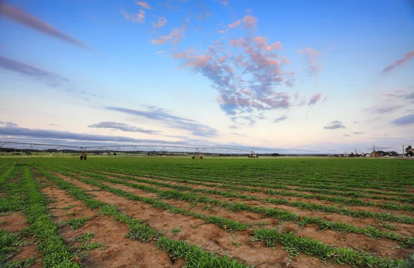 Turf Farm - Buffalo grass — Stock Photo, Image