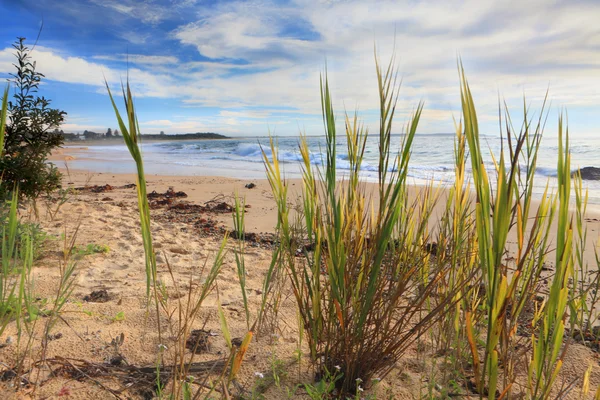 Strand mit Küstenflora — Stockfoto