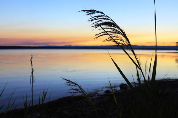 Schilf bei Sonnenuntergang — Stockfoto