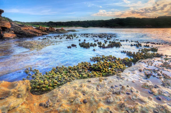 Cunjevoi chorros de mar — Foto de Stock