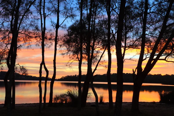 Sunrise reflections and Casuarina silhouettes at the Lagoon — Stock Photo, Image