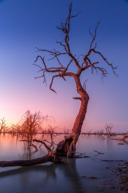 Gün ağarırken Avustralya 'nın dışında bir su kütlesindeki ölü ağaçlar.