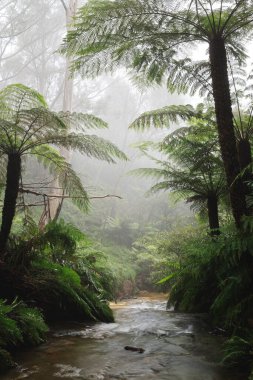 Leura Ormanı 'nda sisli bir gün, Avustralya Mavi Dağları. Büyük ağaç eğreltiotları ve küçük eğreltiotları sığ bir dere boyunca uzanır..