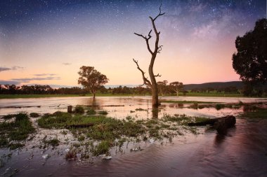 Yalnız ölü bir ağaç, gece batısındaki Orta Batı NSW 'deki floodwaters 'da diğerleri arasında durmaktadır..