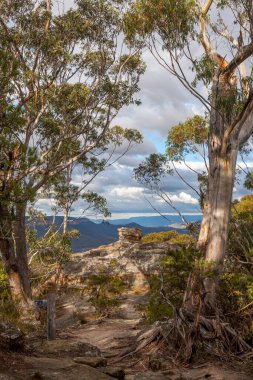 Güzel sakız ağaçlarının arasından Avustralya 'daki Mavi Dağlar' daki minber kayaya bir manzara.