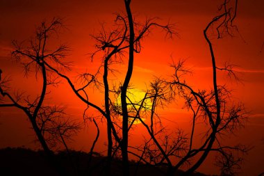 Avustralya 'daki orman yangınlarından sonra buruşmuş, kararmış ve ağaçların çıplak dalları..  