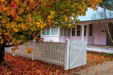 Yaprak döken ağaçlar sonbaharda renk mozaiğine dönüşüyor