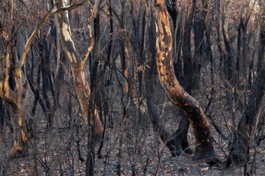 Avustralya çalı yangınları, 2019-2020 yangınlarından sonra yanan ağaçlar. Birkaç gün sonra bazı ağaçlar yenilenme belirtileri gösteriyor.